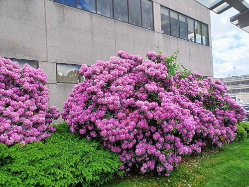 Rhododendron by UMass Worcester #2