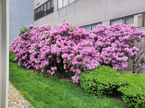 Rhododendron by UMass Worcester #3