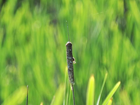 Cattail #2