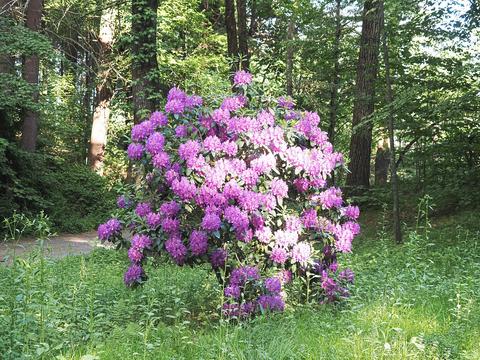 Our front yard Rhododendron