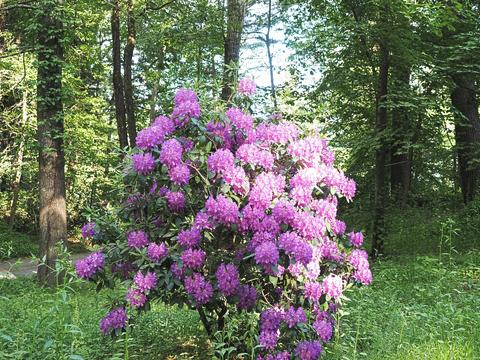 Our front yard Rhododendron #2