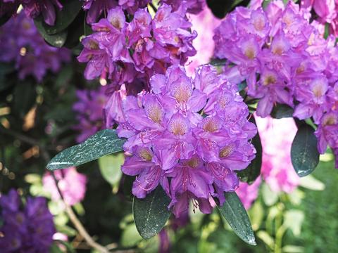 Our front yard Rhododendron #3