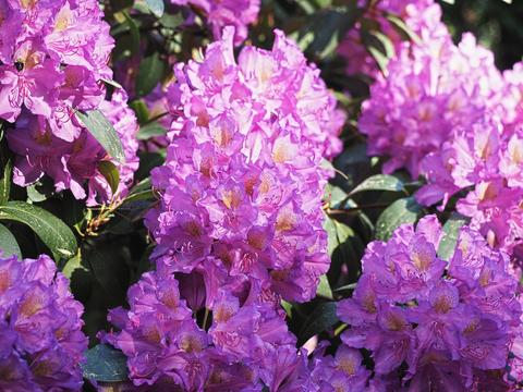 Our front yard Rhododendron #4