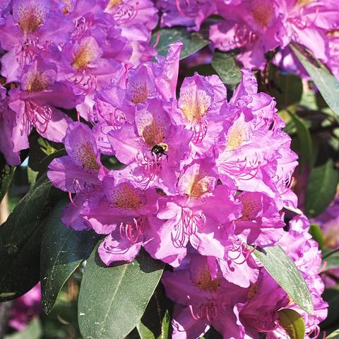 Bee and rhododendron