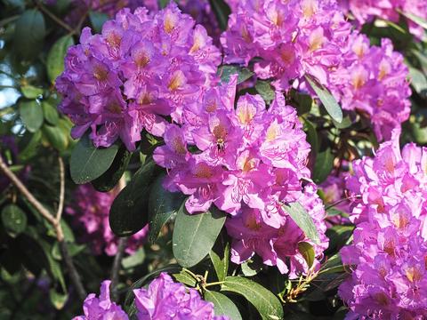 Our front yard Rhododendron #5