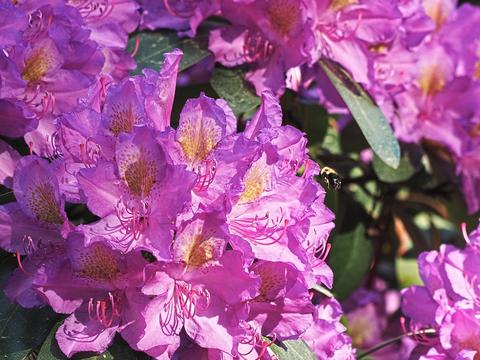 Bee and rhododendron #2