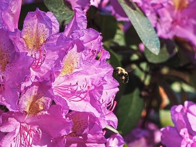 Bee and rhododendron #3