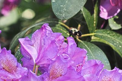 Bee and rhododendron #4