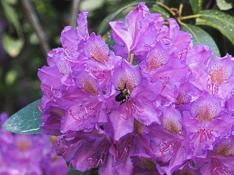 Bee and rhododendron #5