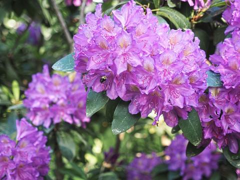 Bee and rhododendron #6