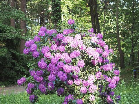 Our front yard Rhododendron #6