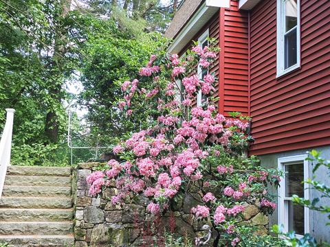 Mountain Laurel