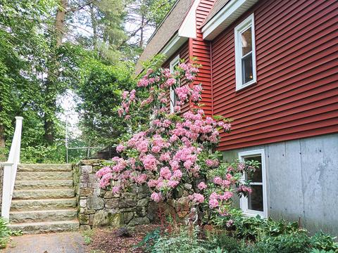 Mountain Laurel #2