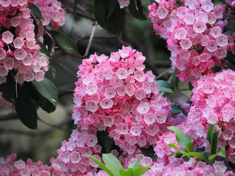 Mountain Laurel #3