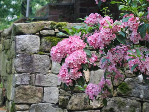 Mountain Laurel #4