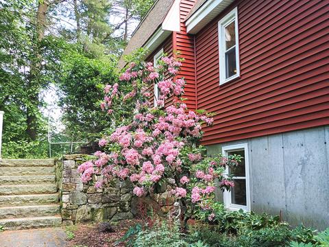 Mountain Laurel #5