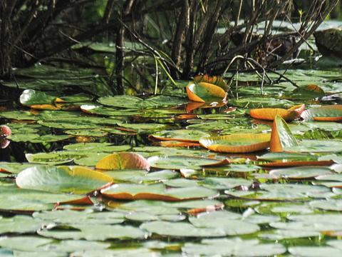 Water lilies