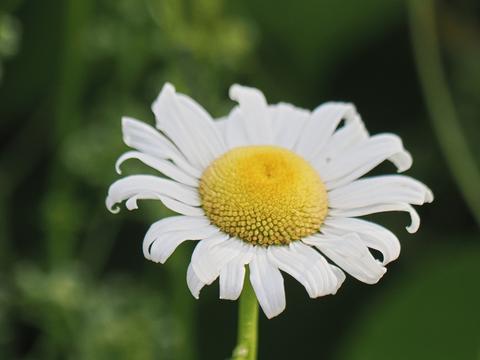 Daisy #3