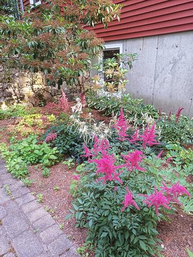 Astilbe