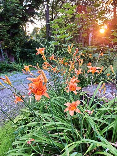 Daylilies