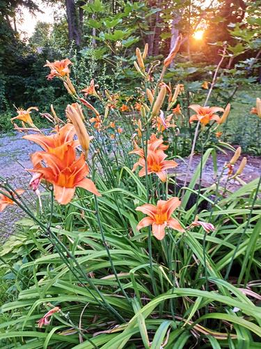 Daylilies #2