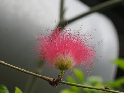 Red flower at the Boston Museum of Science