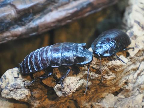 Madagascar Hissing Cockroach