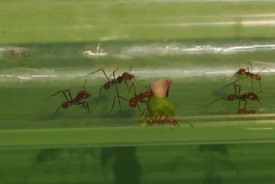 Leafcutter Ants