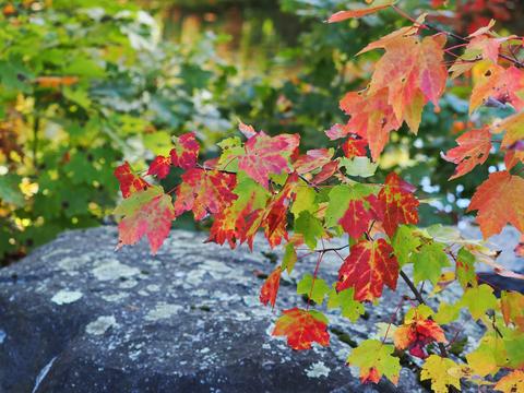 Fall leaves #2