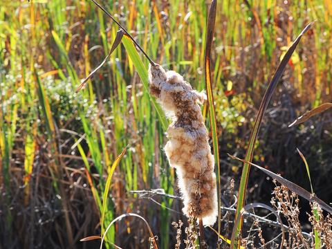 Cattail