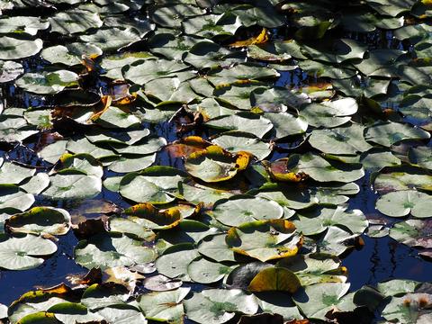 Lily pads