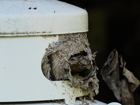 Wasp nest