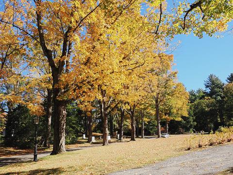 Fall leaves at the West Parish Garden Cemetery #4