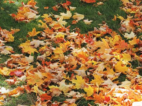 Fall leaves at the West Parish Garden Cemetery #12