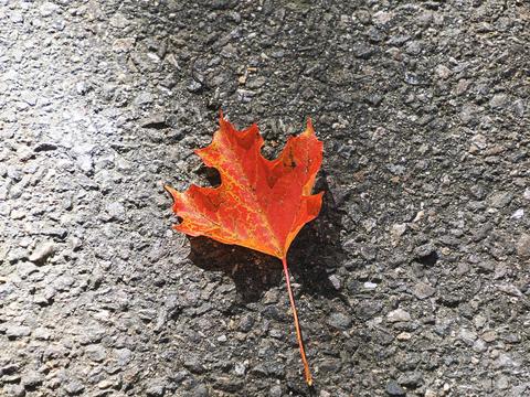 Maple leaf