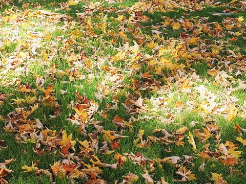 Fall leaves at the West Parish Garden Cemetery #14