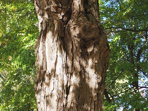 Tree bark