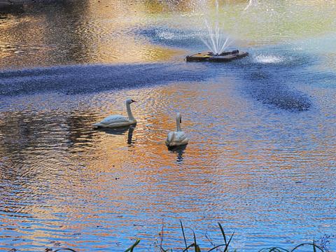 Swans at the West Parish Garden Cemetery