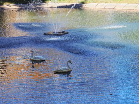 Swans at the West Parish Garden Cemetery #2