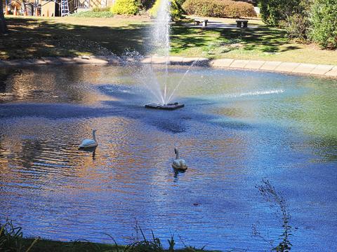 Swans at the West Parish Garden Cemetery #3