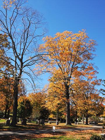 Fall leaves at the West Parish Garden Cemetery #25