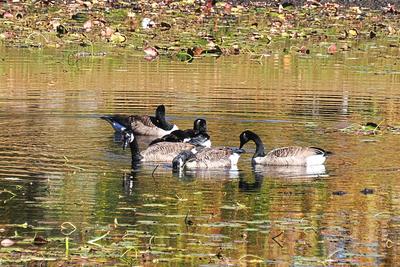 Geese at the West Parish Garden Cemetery