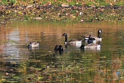 Geese at the West Parish Garden Cemetery #2