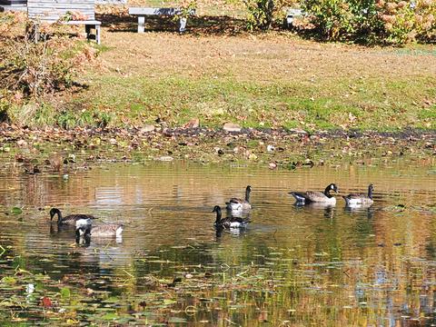 Geese at the West Parish Garden Cemetery #3