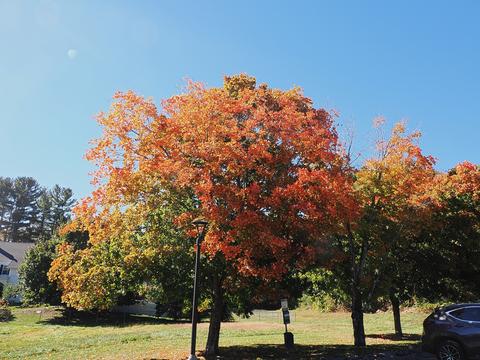 Fall leaves in Andover, Massachusetts