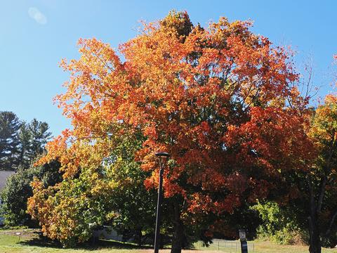 Fall leaves in Andover, Massachusetts #2