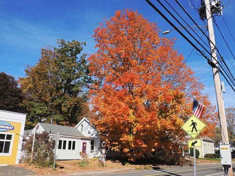 Fall tree