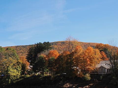 Fall trees