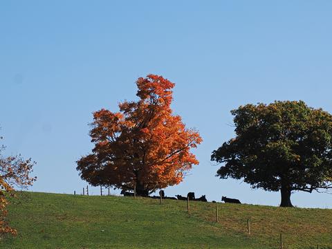 Fall at Gibbet Hill in Groton, MA #2