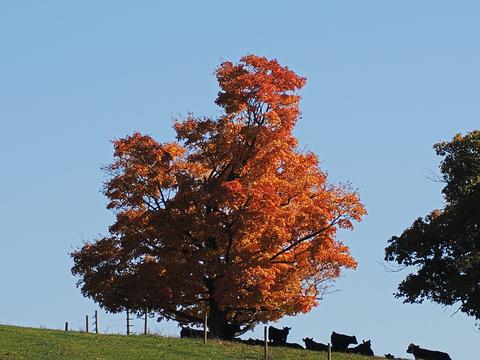 Fall at Gibbet Hill in Groton, MA #3